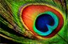 Printed Canvas Painting - 50 x 70 cm